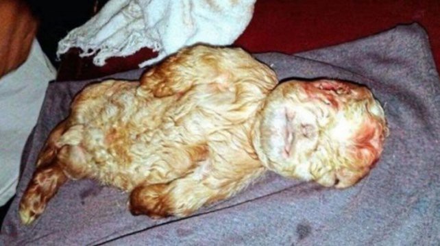 Misterio en Malasia por un cabrito que nació con cara de bebé | Curiosidades