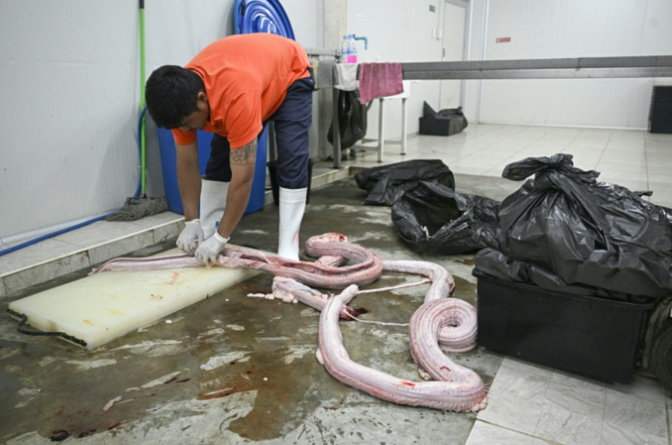 Proponen la carne de serpiente como alternativa para una dieta rica en proteínas | Internacionales