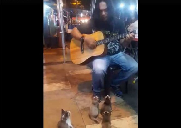 La historia de los cuatro gatitos fanáticos del artista callejero de Malasia | Curiosidades