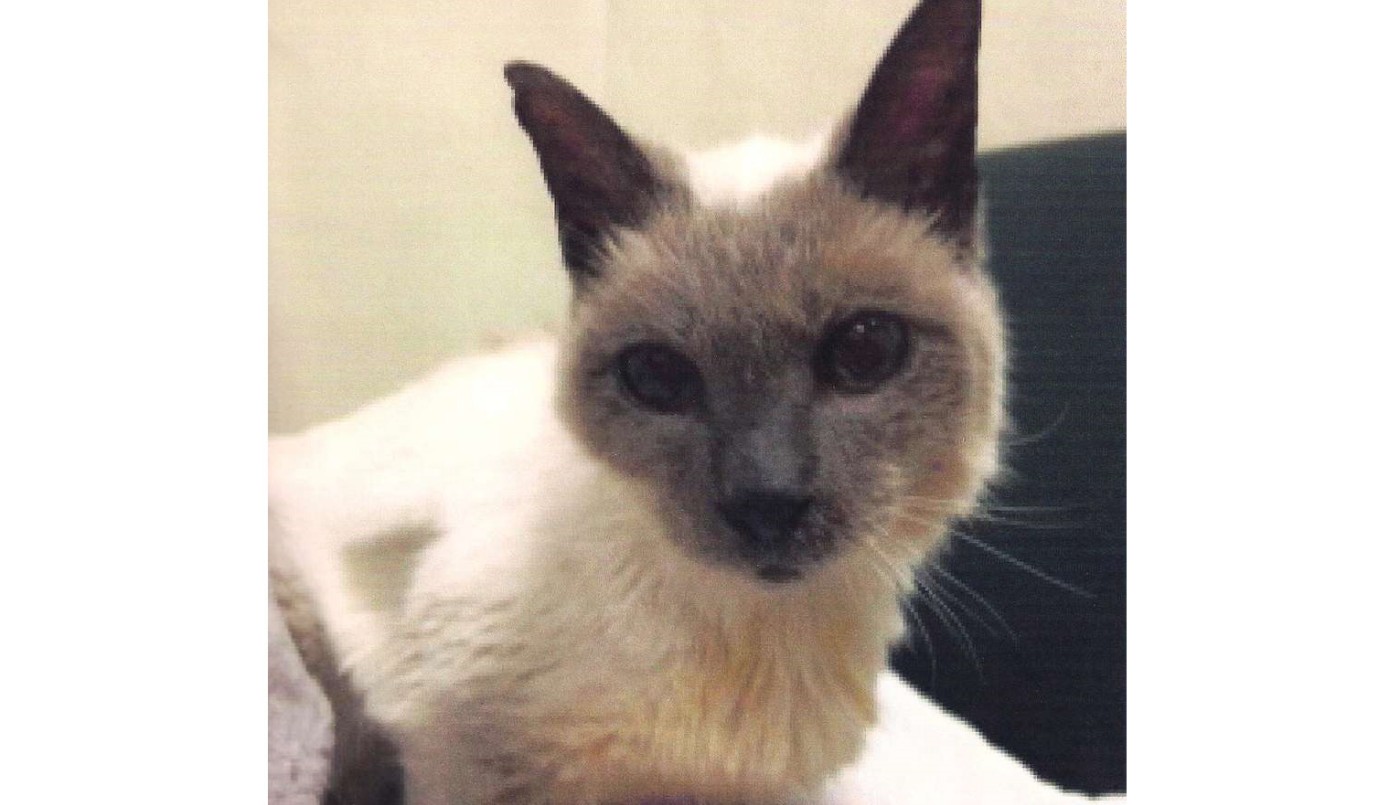 Scooter cumplió 30 años y es el gato más viejo del mundo | Curiosidades