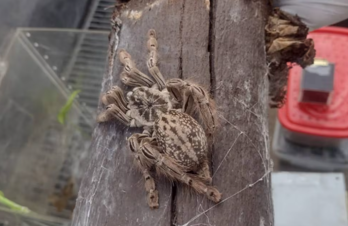 Fotos: allanan una casa y encuentran 172 arañas, un escorpión y una serpiente | Actualidad