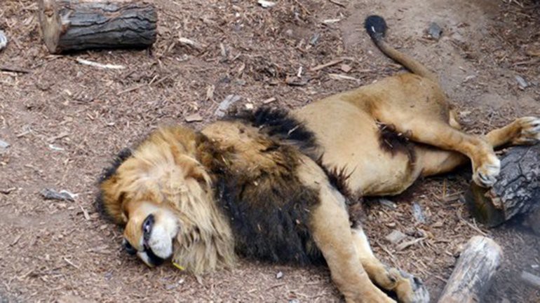 Mataron a dos leones de un zoo para salvar a un hombre que intentaba suicidarse | Curiosidades