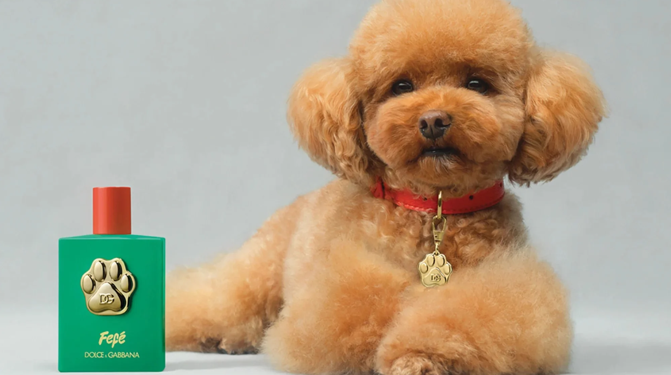 Lanzan un perfume para perros que cuesta más de 100 dólares | Internacionales