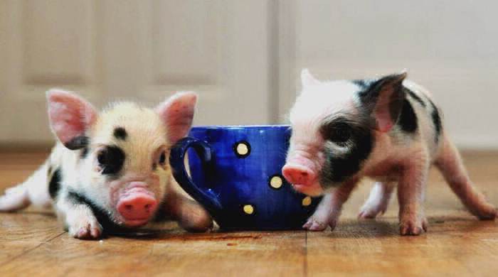 Compró dos adorables cerdos enanos como mascotas pero se llevó una gran sorpresa | Curiosidades