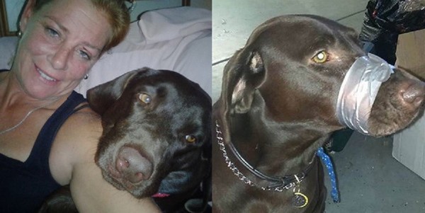 Le puso cinta en el hocico a su perro como "broma" y la condenaron a prisión | Curiosidades