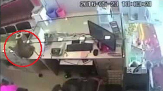 Video de cámara de seguridad: buscan a un mono que robó en una joyería | Curiosidades