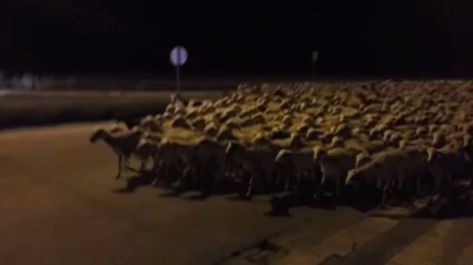 Un pastor se queda dormido y 1.300 ovejas se le van de paseo por las calles del pueblo | Curiosidades