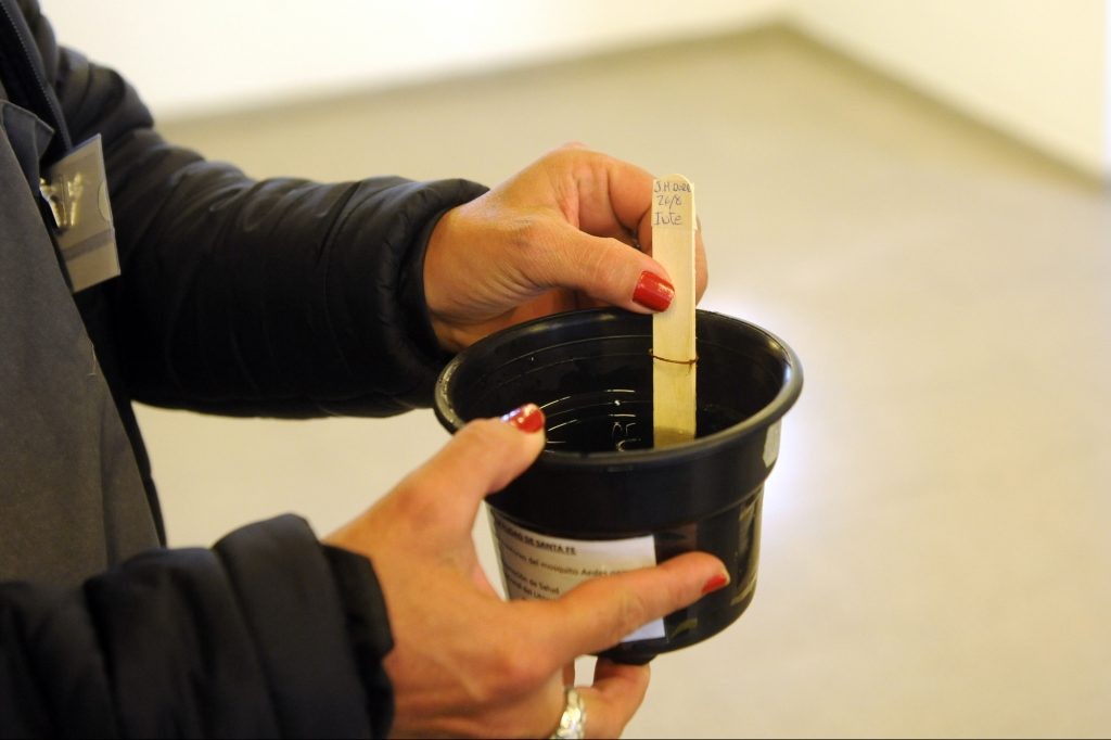 Instalaron 47 "ovitrampas" en la ciudad de Santa Fe para controlar el avance del dengue | Actualidad