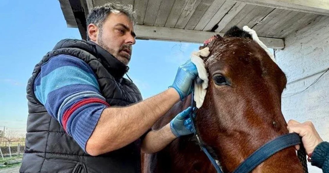 El dramático rescate de un caballo que cayó en un pozo ciego y una jauría le comió las dos orejas | Actualidad