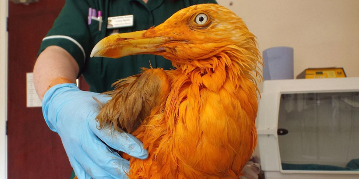 Una gaviota se cayó en un recipiente con curry y se volvió naranja | Curiosidades