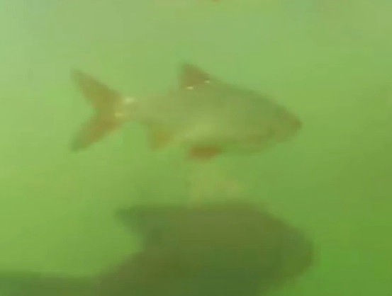 Video: los peces mutantes de Chernobyl | Curiosidades