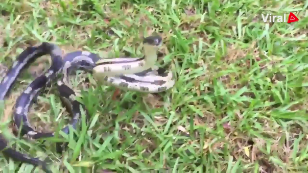 Ordenaba los juguetes de su hijo y se encontró con una serpiente venenosa | Curiosidades