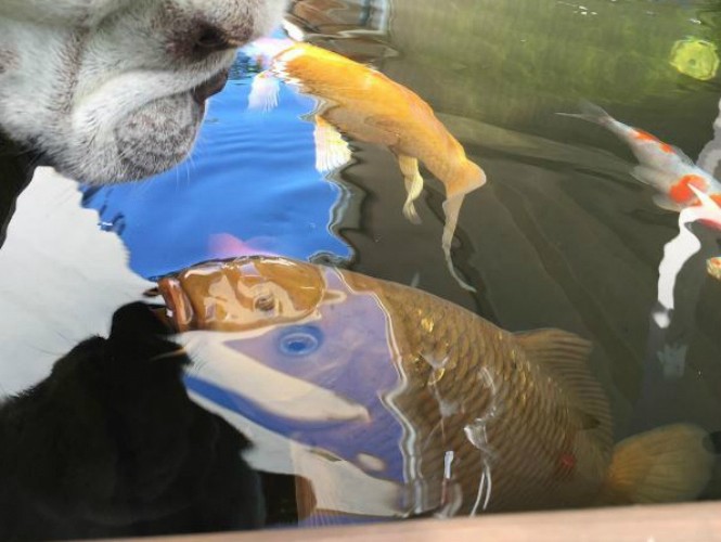 Video: la extraña amistad entre un perro y un pez | Curiosidades