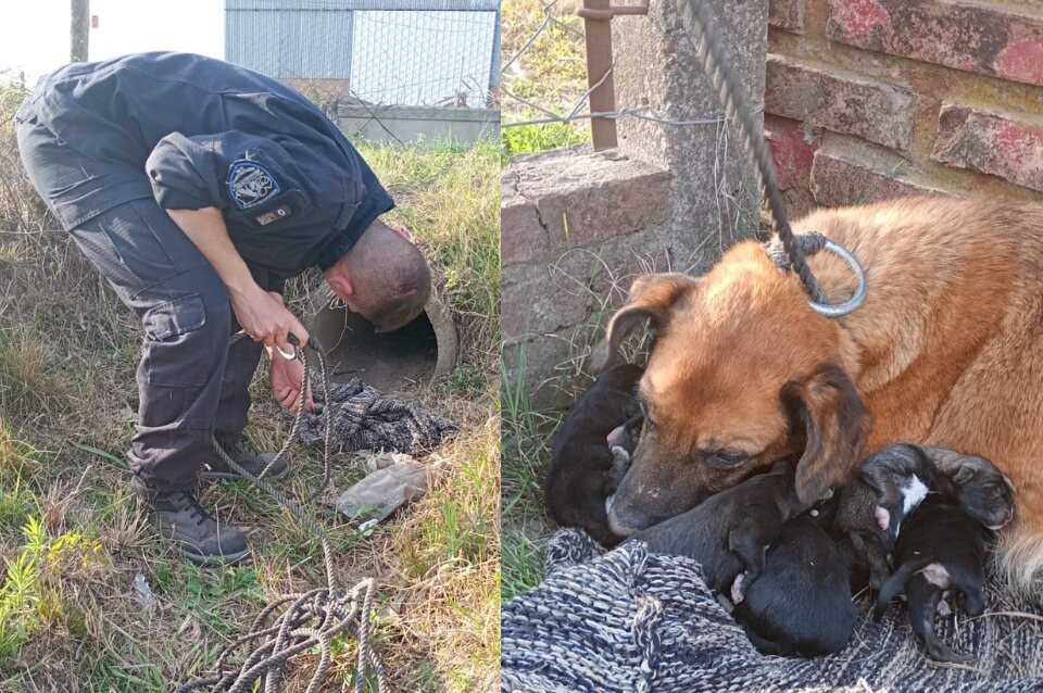 Santa Fe: Rescataron a una perra y sus cachorros de una alcantarilla | Actualidad