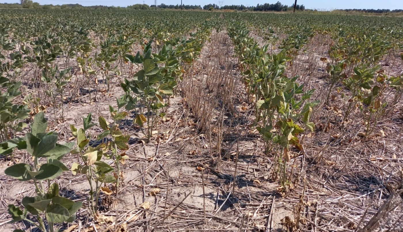 Declaran emergencia agropecuaria en cuatro departamentos de Santa Fe | Economía