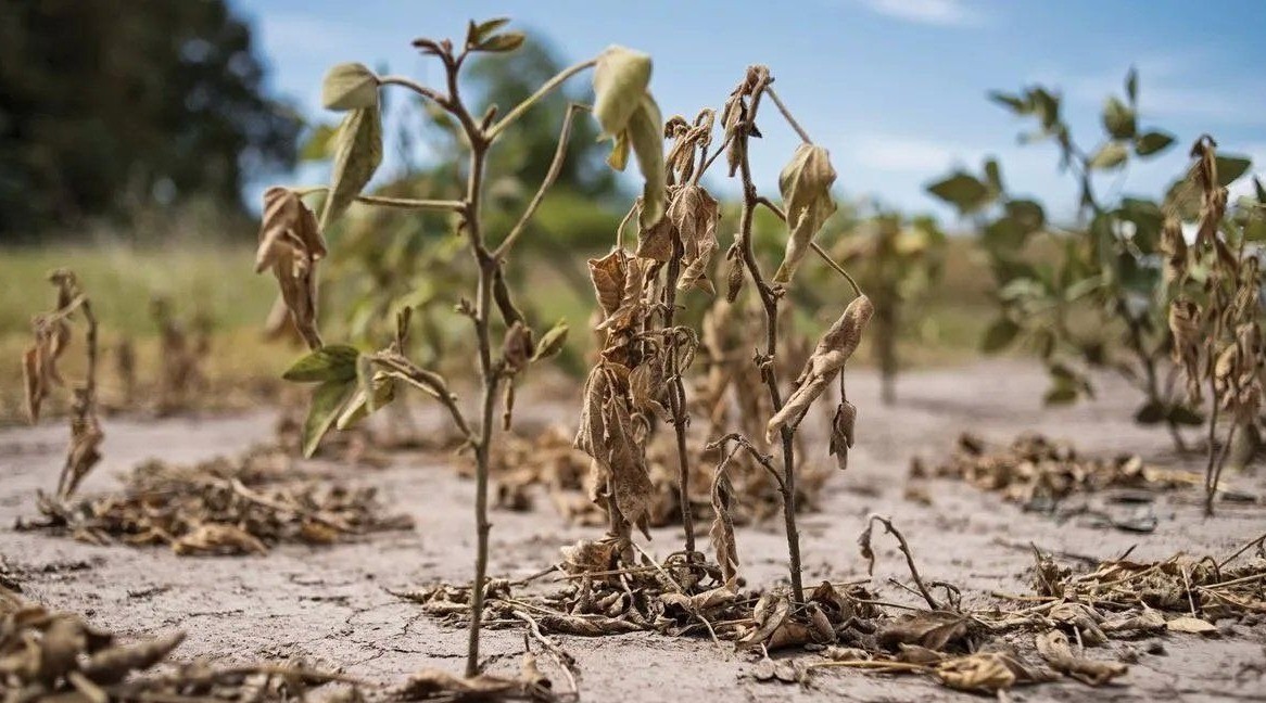 Sequía: aseguran que en el norte de Santa Fe “no queda verde” | Clima, naturaleza y medio ambiente