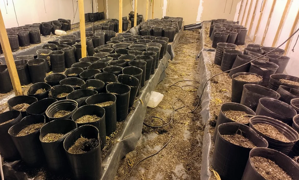 Condenaron a cuatro hombres por cultivar marihuana en un galpón de Rosario | Actualidad