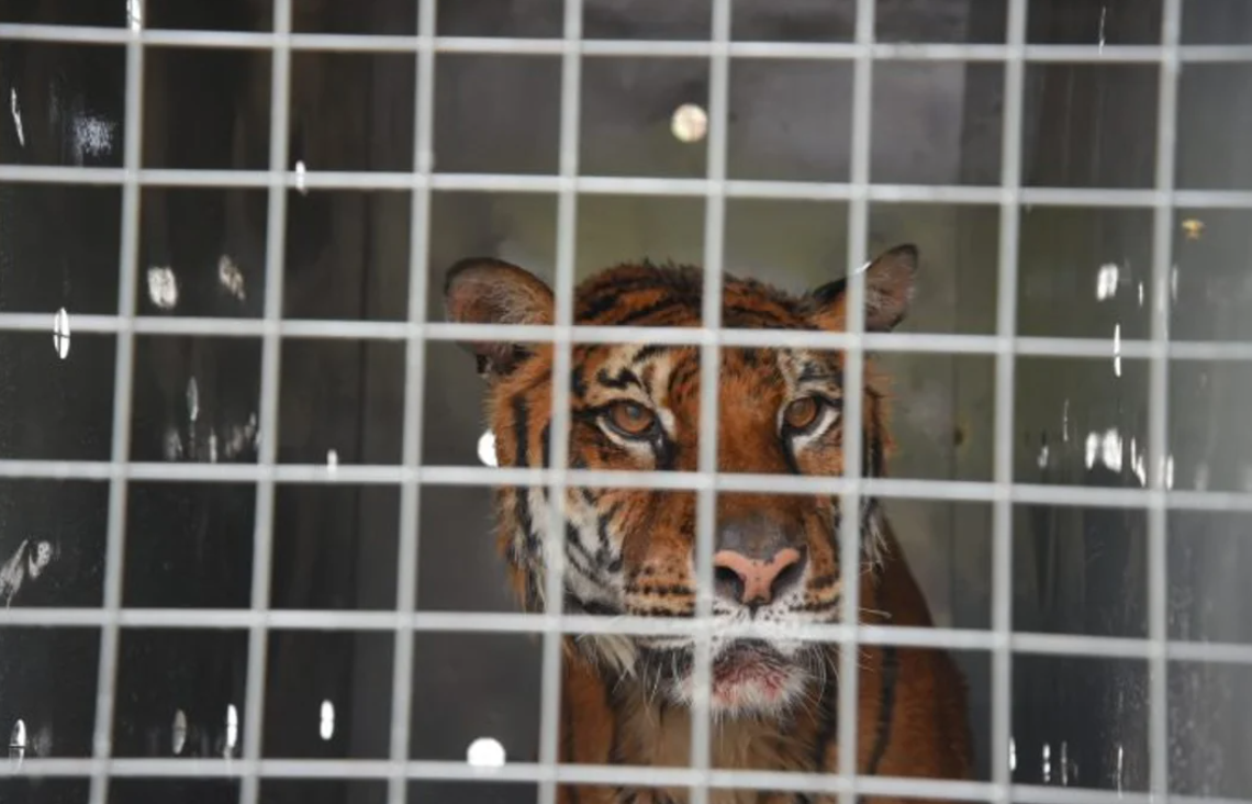 La última tigresa de bengala del ex zoo de Mendoza volverá a su hábitat natural | Actualidad