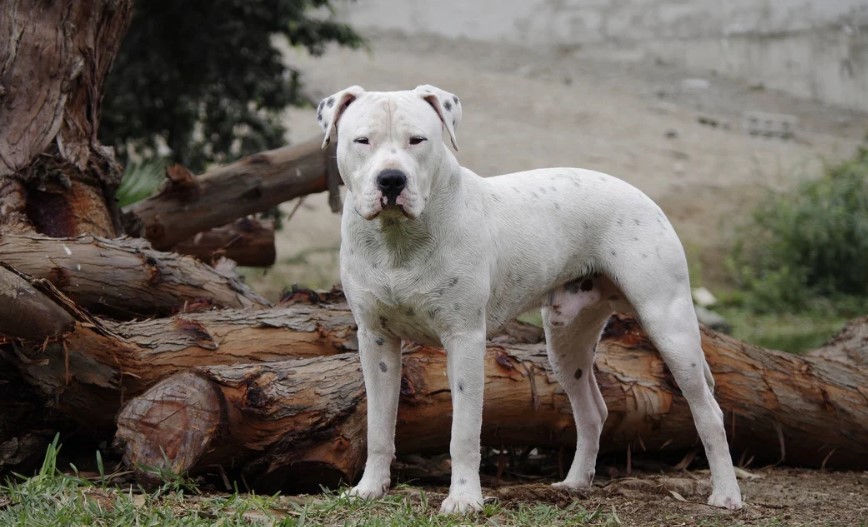 Jujuy: delincuentes usaron un perro robo para intentar robar una moto | Actualidad