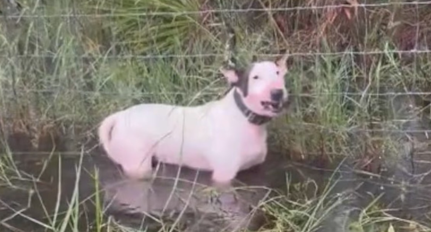Ante la llegada del huracán Milton, abandonaron a su perro y lo dejaron atado un cerco de alambre | Internacionales