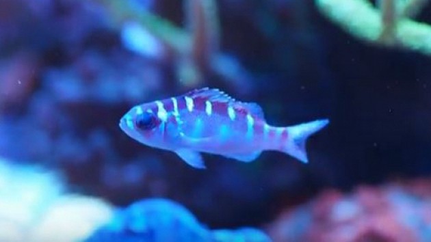 El curioso pez que cambia de sexo 20 veces al día | Curiosidades