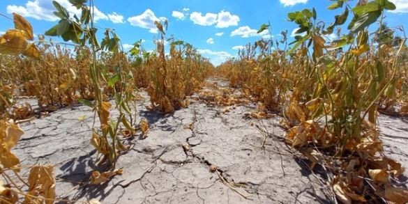 Un informe confirma que La Niña impactará fuertemente en Argentina con sequías y bajas precipitaciones | Clima, naturaleza y medio ambiente
