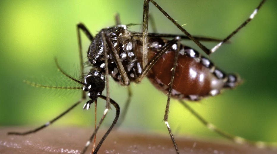 Confirmaron el primer caso de dengue autóctono en la provincia de Buenos Aires | Actualidad