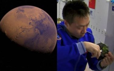 Semillas de olivo procedente de estación espacial de China germinan en la Tierra | Clima, naturaleza y medio ambiente