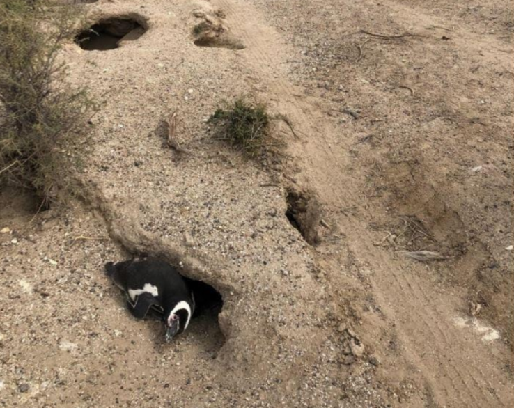 Condenaron al productor ganadero por la matanza de pingüinos en Punta Tombo pero no irá a prisión | Actualidad