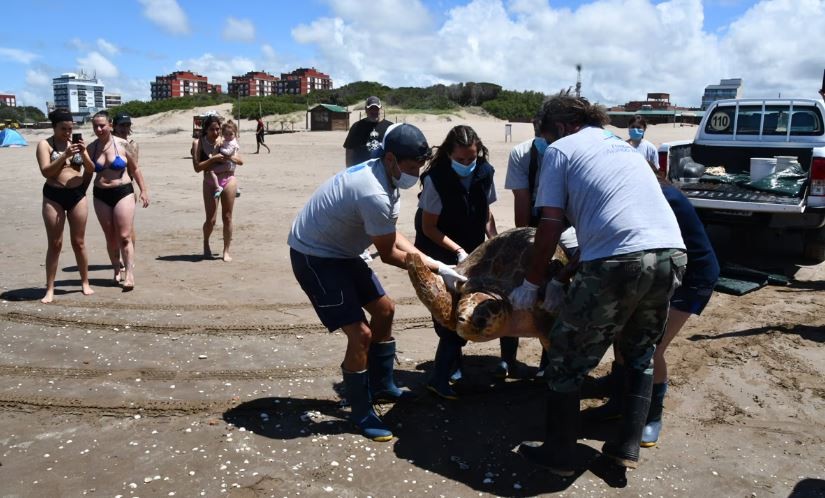 Rescatan y regresan al mar una tortuga cabezona de 130 kilos y más de 1 metro de longitud | Actualidad