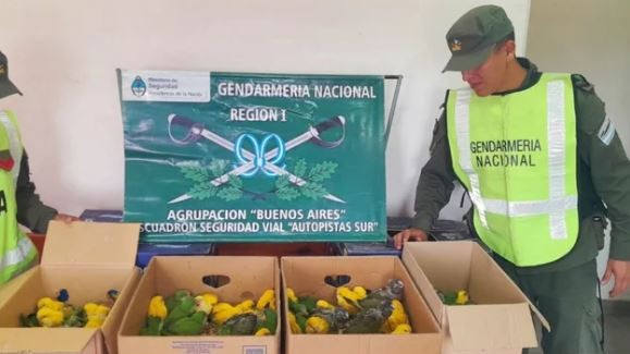 Autopista Buenos Aires-La Plata: rescatan 94 ejemplares de cotorras en un control vial | Actualidad