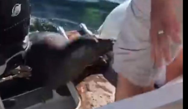 Video: una foca se sube a un barco para salvarse del ataque de dos orcas | Curiosidades