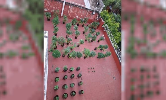 Desmantelaron una plantación de cannabis en un departamento en Villa Urquiza | Actualidad