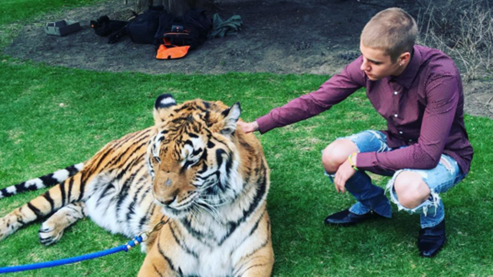 Defensores de animales repudiaron a Justin Bieber por posar junto a un tigre | Espectáculos