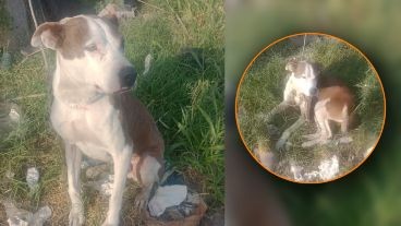 Recolectores rescataron a un perro atado en un basural de Rosario | Actualidad