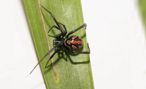 Lo picó una “viuda negra” y se salvó tras recibir el antídoto | Actualidad
