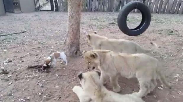 Video viral: el perrito que enfrenta a tres leones para defender su comida | Curiosidades
