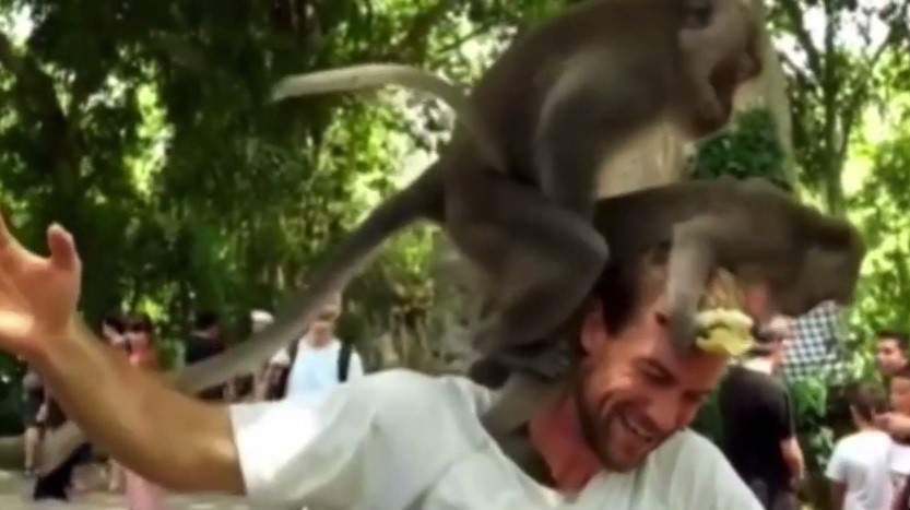 Video: Dos monitos tienen sexo sobre la cabeza de un turista | Curiosidades