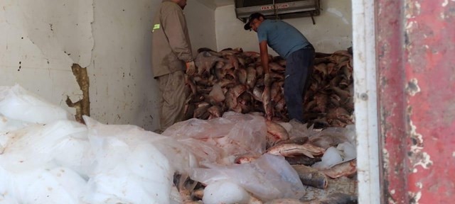 Decomisaron 3.000 sábalos en un operativo de control en Santa Fe | Actualidad