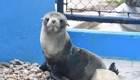 Una tanza para pescar hirió gravemente a un lobo marino, lo rehabilitaron y volvió al mar | Actualidad