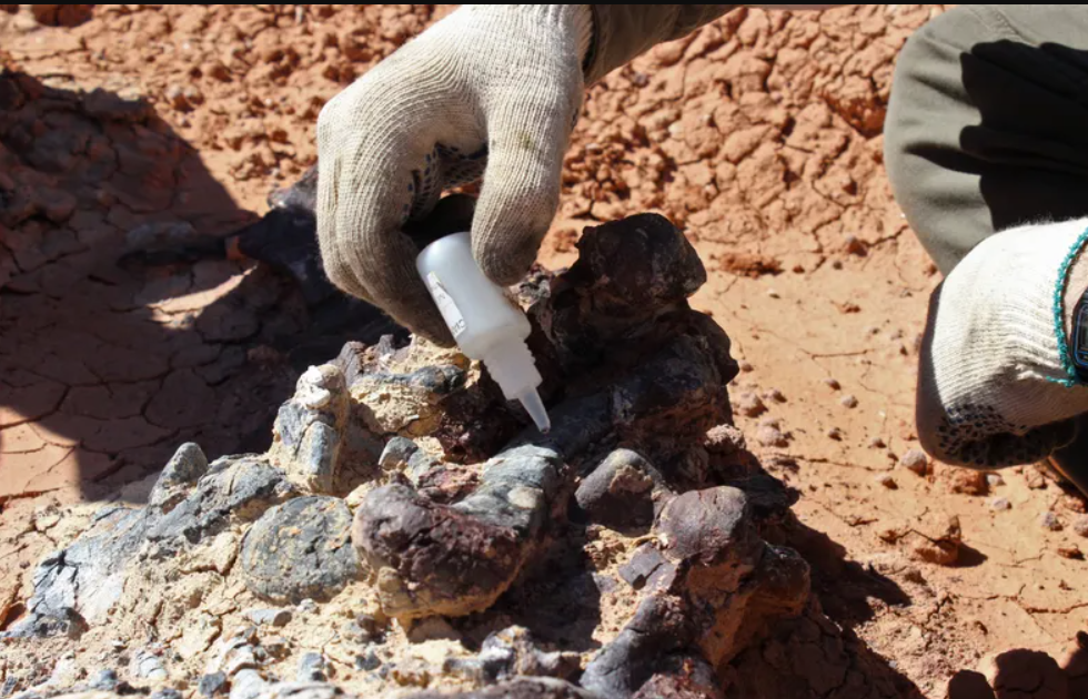 Hallaron vómito fosilizado de hace 66 millones de años | Internacionales