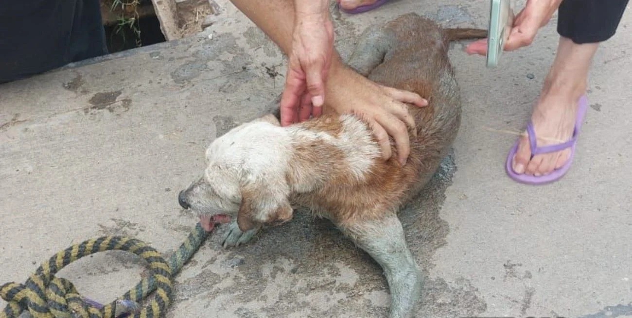 Rescataron a un perro ciego que había caído a una boca de tormenta | Actualidad