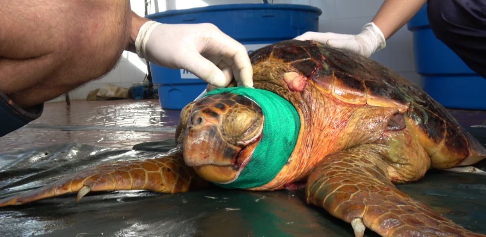 Fauna marina en riesgo: la falta de alimento y el hostigamiento de turistas y mascotas fueron las principales amenazas en 2024 | Clima, naturaleza y medio ambiente