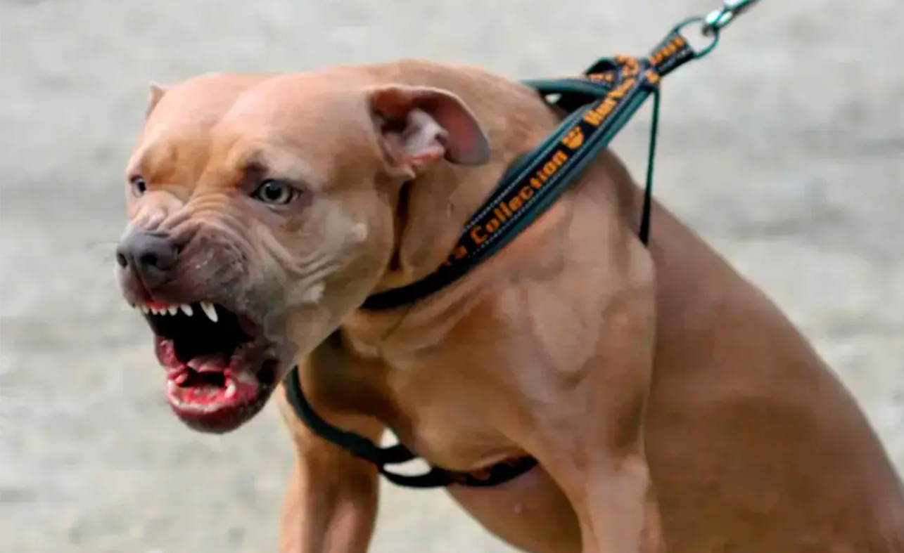 Le soltó su perro pitbull a la vecina para que la ataque porque se llevaban mal: casi mata a otra mujer | Actualidad