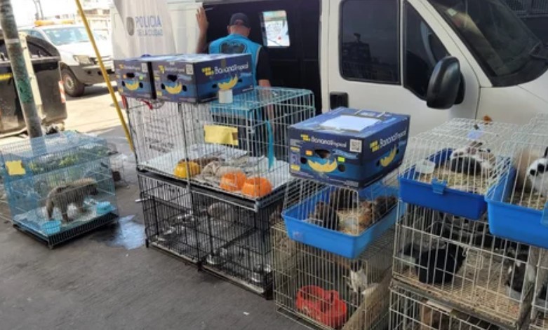 Maltrato y comercio ilegal en la feria de Pompeya: rescataron más de 150 animales | Actualidad