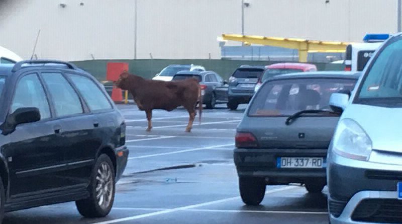 Una vaca de 500 kilos se escapó cuando la llevaban al matadero y terminó en un estacionamiento | Curiosidades