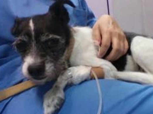 España: una mujer intentó matar a su perro con antidepresivos | Curiosidades