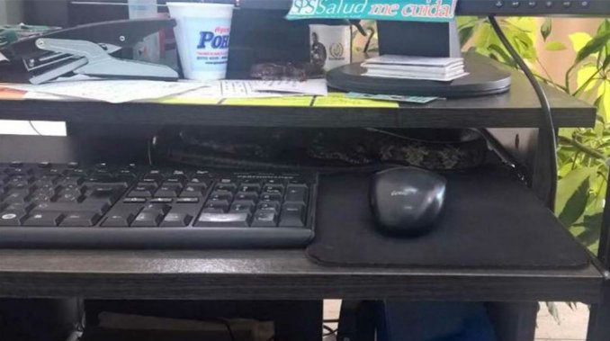Misiones: fue a trabajar y encontró una víbora en su escritorio | Curiosidades