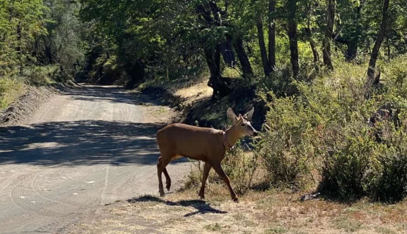 Fotos: después de casi 30 años, se registró un huemul en el Parque Nacional Lanín | Actualidad