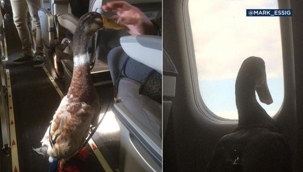 Donald, el pato que acompaña a una mujer en sus viajes en avión para evitar que sufra estrés | Curiosidades